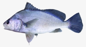 Freshwater Drum #3630670