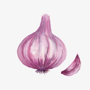 Watercolor Vegetable Onion Png Images - Dibujo De La Cebolla #3630772