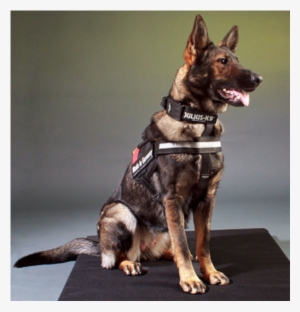 "i" Belt 2011 Police Dog Safety Belt For All Julius #3630838