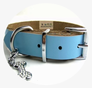 -1 - Blue Leather Collar Dog #3631277