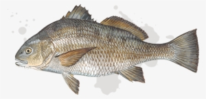 Black Drum - Salt Water Black Drum #3631540
