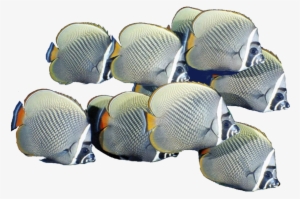 Free Icons Png - School Of Fish Png #3632196