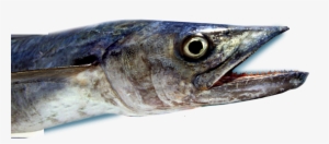 Deep Sea Mackerel Fishing - Fort Myers #3632306