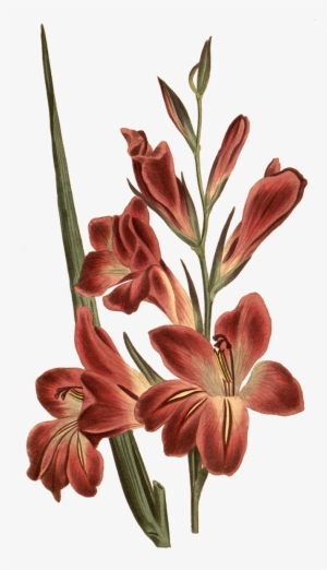 Png Tree - Gladiolus Botanical Illustration #3632789