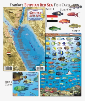 Red Sea Shark Map #3633137