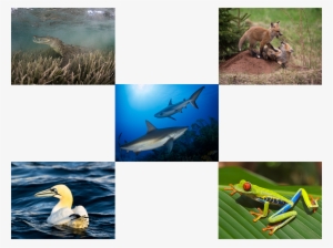 Major Vertebrate Groups #3634021