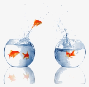 At Emc World 2009, One Thing We Heard Over And Over - Fish Jumping Out Of Water Bowl #3634363