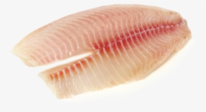 Tilapia - Seafood #3634632