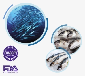 In Industry And Logistics And Dakhla With Its Production - Sanderling #3634683