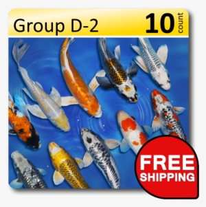 Group D 2 Select 4 6" - Free Shipping #3634850
