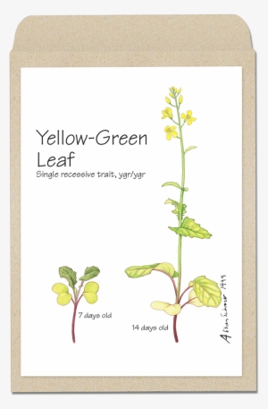 Yellowleaf - Wisconsin Fast Plants Hairy #3634910