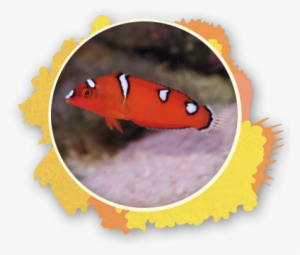 Its Not Uncommon For A Female Wrasse To Become A Male - White And Yellow Fish With Black Stripe #3635123