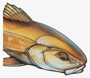 Img Img - Marine Mammal #3635430