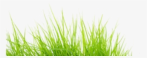 Short Grass Png #3635470