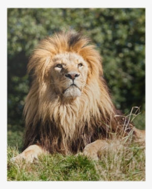 Proud Majestic Lion Sitting In Grass Poster • Pixers® - Lion #3635494