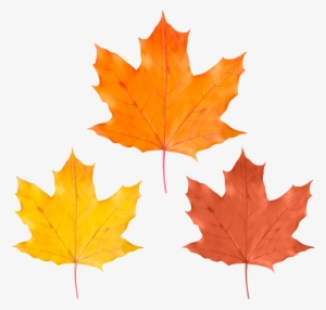 Yellow Leaf Png #3635500