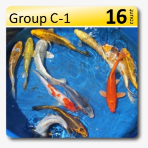 Group C 1 Decorative Koi 6 8" - Koi #3635603