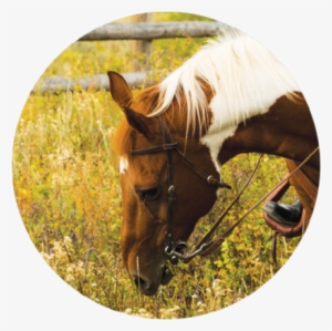 Unnamed - Sorrel #3635781