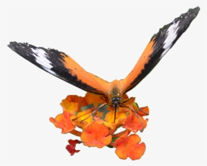 Web Design - Golden Eagle #3635807