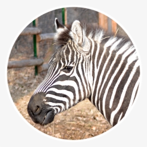 Zebra #3636090