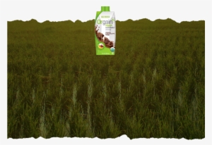 Orgain Protein Powder Drink #3636211