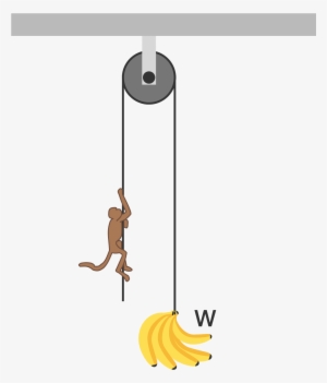 A Bunch Of Bananas Of Total Weight W W Is Hung At One - Illustration #3638451