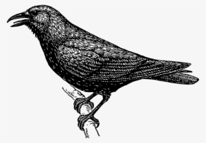 Crow Svg Clip Arts 600 X 416 Px #3638639