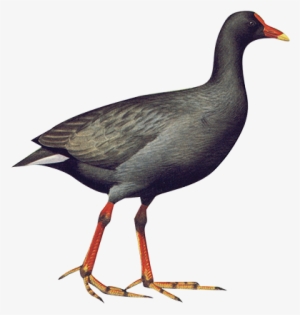 Dusky Moorehen 38cm - Png Water Birds #3638805