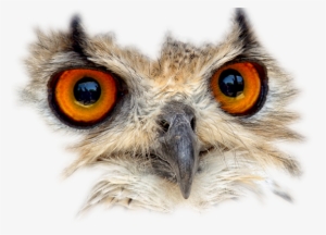 Bird-048 - Bird Mask Png #3638843