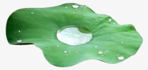 Water Drops Leaves - Flower Water Drop Png #3640671