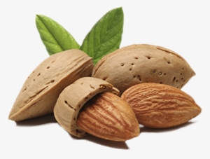 Https - //blog - Biostarus - Com/wp-content/uploads/ - Prunus Amygdalus Dulcis Oil Png #3641803