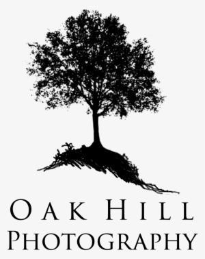 It's Been A Long Time Coming, But Tomorrow Morning - Tree Silhouette Vector Png #3642070