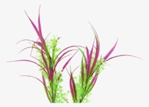 Water Grass Png #3642274