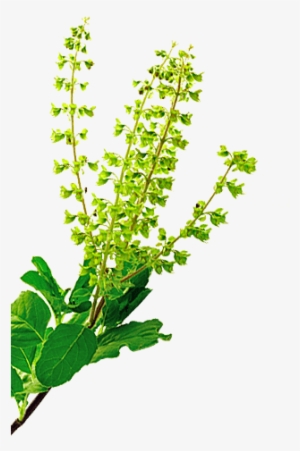 Tulsi - Goayur Neem-tulsi Re-firm Cream (bust Firming) #3642379 Tulsi - Goayur Neem-tulsi Re-firm Cream (bust Firming) #3642379