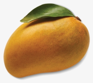 Golden, Creamy Alphonso Mangos From India Are The Only - Alphonso #3642411