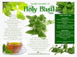 Health Benefits Of Holy Basil The Most Sacred Herb - Sweet Basil Holy Basil #3642852