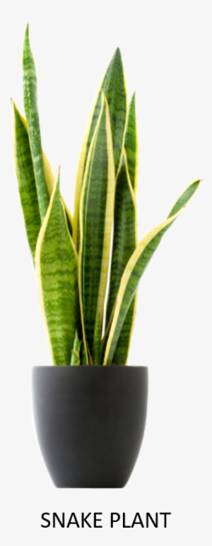 This Plant Produces Oxygen Even In Night - Cat Friendly Plants #3642886