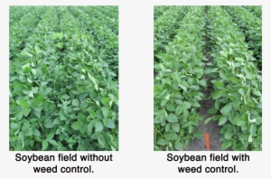 If They Are Consumed To Grow Weeds Instead Of Food - Crop #3642888