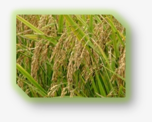 Summer Season Crops In India #3643010