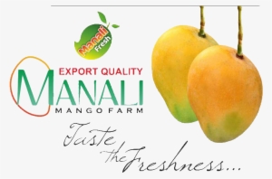 Ratnagiri Alphanso - Superfood #3643038