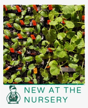 Brad Gates' 'wow-factor' Favorites Just In - Variety #3643276