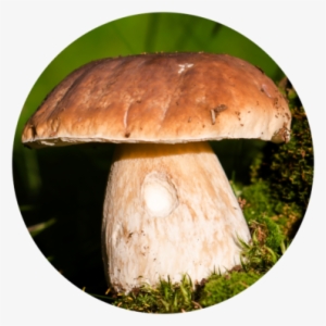 Learn How To Make Circular Photo Crops Using Layers - Zoner Software #3643299