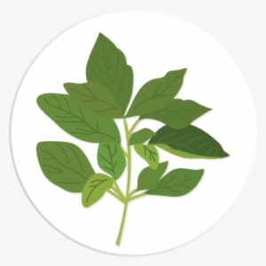 Tulsi - Art Print: Fresh Herbs 3 By Kimberly Allen : 19x13in #3643300