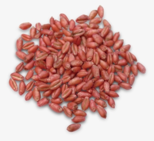 We Sell Hybrid Seed Corn, Soybean Seed, Private Label - Dried Goji Berry Png #3643497