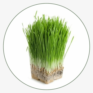 Barley Grass - Aerogrow International Inc Grow Anything Seed Kit #3643604