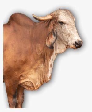 Gir Cow's Milk In Ancient Ayurveda Is Referred To As - Milk #3643771