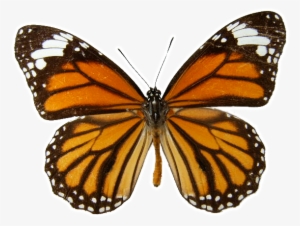 Monarch Butterfly Transparent Background - Butterfly Orange #3643878