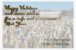 Cornell Field Crops On Twitter - Field #3644066