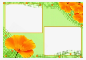 Eschscholzia Californica #3645204