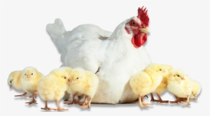 Related Wallpapers - Imagenes De Pollitos Png #3645400